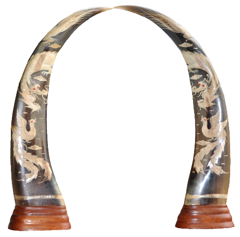 Pair of buffalo horns from Vietnam with scrimshaw of dragon and phoenix