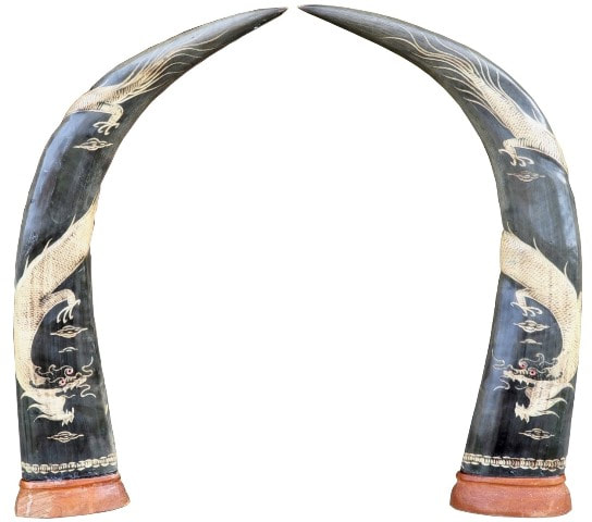 Pair of large buffalo horns from Vietnam with scrimshaw of dragons