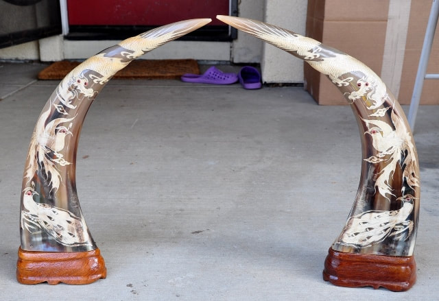 Pair of buffalo horns with scrimshaw of dragons, birds of paradise and peacocks