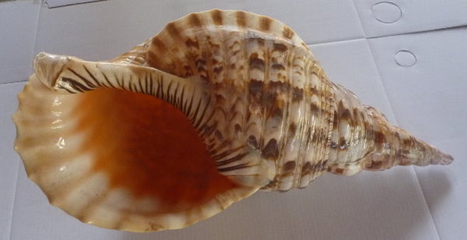 Large Charonia tritonis seashell