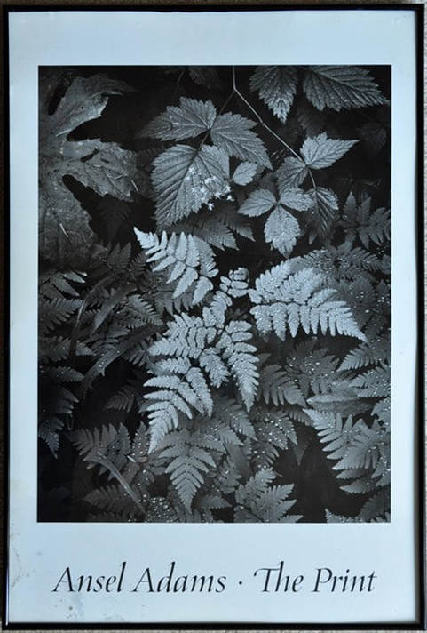 Framed print of photograph by Ansel Adams titled The leaf