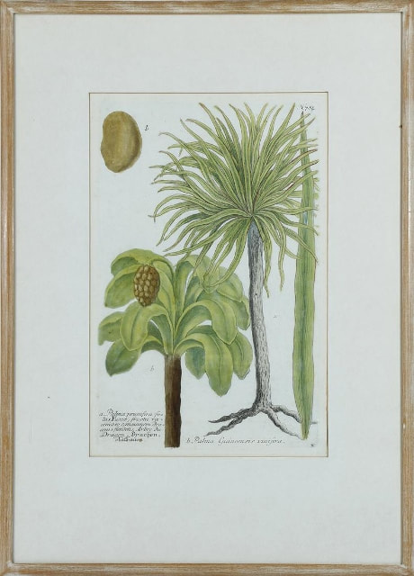 Colored botanical engraving of palm trees from Phytanthoza Iconographia by Johann Wilhelm Weinmann